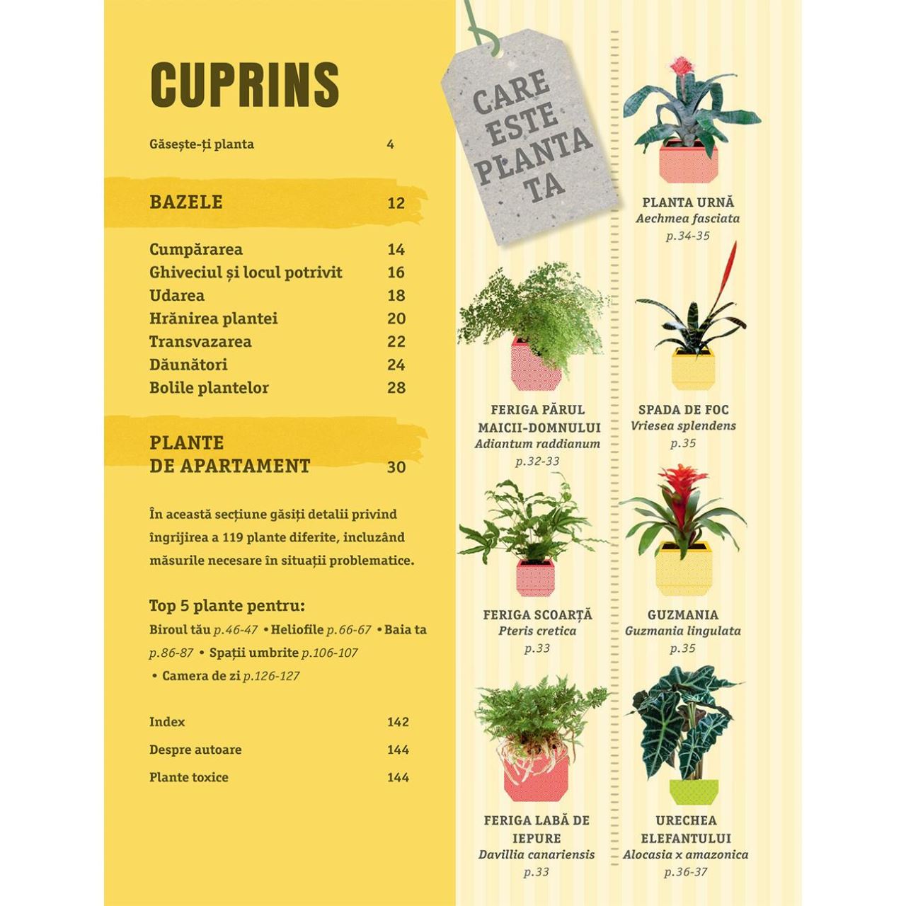 Cum sa nu-ti ucizi plantele de apartament | Veronica Peerless